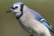 Blue Jay (corvid cyanocitta)