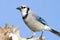 Blue Jay (corvid cyanocitta) on a stump