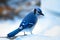Blue jay - corvidae cyanocitta cristata - a passerine bird standing on white snow on sunny day