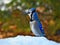 Blue jay - corvidae cyanocitta cristata - a passerine bird standing on white snow on sunny day