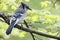 Blue Jay (Cyanocitta cristata bromia)