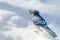 Blue Jay (Cyanocitta cristata) on melting springtime corn snow.