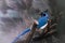 A blue jay Cyanocitta cristata perched on a dead branch. Blue bird with black heat and hut