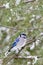 Blue Jay (Cyanocitta cristata) in Winter