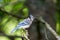 Blue Jay deep in a boreal forest in Quebec.