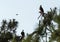 Blue jay dive bombs a Mated pair of Bald eagle Haliaeetus leucocephalus