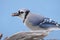 Blue Jay Eating Peanuts