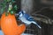 Blue jay eats bird seed from repurposed Halloween pumpkin