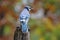 Blue Jay in Fall