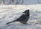 Blue Jay feasting in the snow