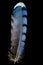 Blue jay feather on black background.