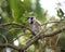 Blue Jay in the forest