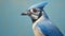 Blue Jay With Glasses: Contemporary Realist Portrait Of A Surrealist-inspired Bird
