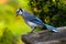 Blue Jay Head Titled Lime Green Background - Cyanocitta cristata