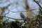 Blue Jay in James Farm Ecological Preserve