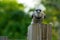 Blue jay looking at viewer