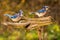 Blue Jay mates on a branch