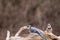 Blue Jay mates on driftwood in Spring