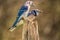 Blue Jay mates perched on a pole