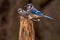 Blue Jay mates posing on a post