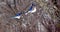 Blue jay mates in a tree