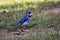 A blue jay in Northern Virginia