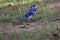 A blue jay in Northern Virginia
