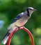 Blue jay is a passerine bird