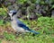 Blue jay is a passerine bird