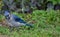 Blue jay is a passerine bird