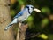 Blue Jay with Peanut