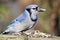 Blue Jay with Peanut