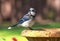 Blue jay perched on a bird bath