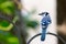 Blue Jay perched on a bird feeder