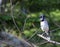 Blue Jay perched on a dead poplar branch