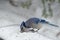 A blue jay perched eats seeds and nuts from a picnic table covered in snow. The blue jay Cyanocitta cristata is a passerine