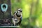 Blue jay perched on a feeder alertly looking around