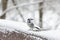 Blue Jay perched on a snowy wall