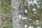 Blue Jay Perched on a Tree Branch