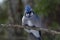 Blue Jay Perched on a Tree Branch