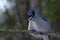 Blue Jay Perched on a Tree Branch