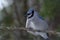 Blue Jay Perched on a Tree Branch