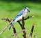 Blue Jay Perched on Tree Branches