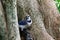 Blue jay perched on tree trunk alertly looking around