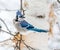 Blue Jay Perched in a Woody Area of Birch and Aspen