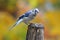 Blue Jay Perching in Autumn