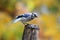 Blue Jay Perching on a Post