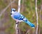 Blue Jay Photo and Image. Side view perched on a tree branch with colourful background in its environment and habitat surrounding