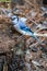 A Blue Jay picks feed off a rotting tree stump