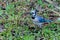 A Blue Jay picks a seed off the ground